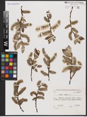 Foto von Salix caprea L.